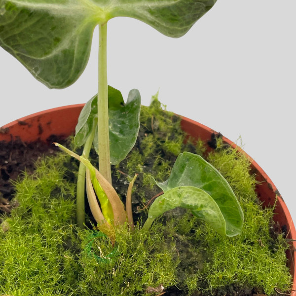 Alocasia "Loco"