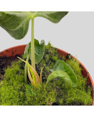 Alocasia "Loco"