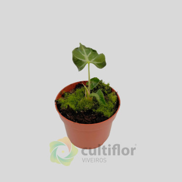 Alocasia "Loco"