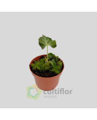 Alocasia "Loco"