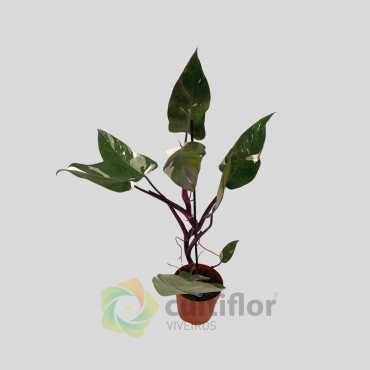 Philodendron "Red Anderson" v14cm