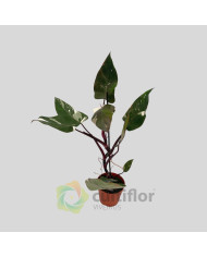 Philodendron "Red Anderson" v14cm