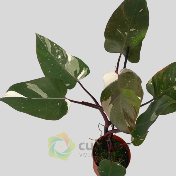 Philodendron "Red Anderson" v14cm