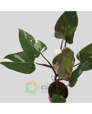 Philodendron "Red Anderson" v14cm