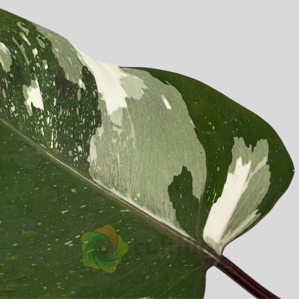 Philodendron "Red Anderson" v14cm
