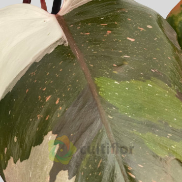 Philodendron "Red Anderson" v14cm