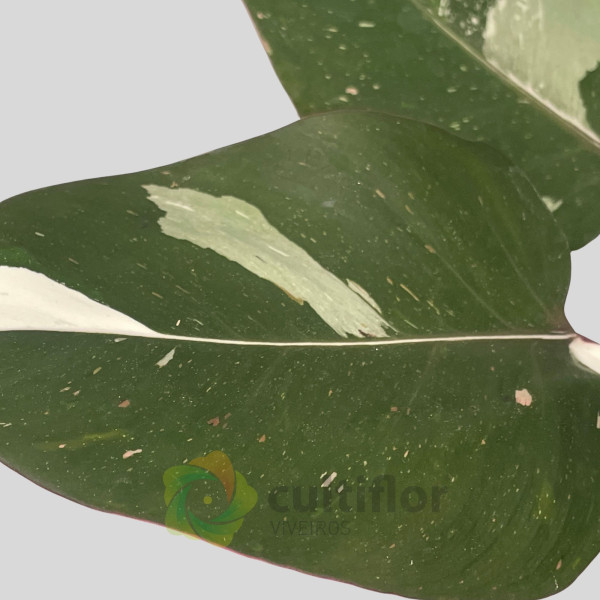 Philodendron "Red Anderson" v14cm