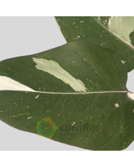 Philodendron "Red Anderson" v14cm