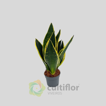 Sansevieria trifasciata "Black Gold"