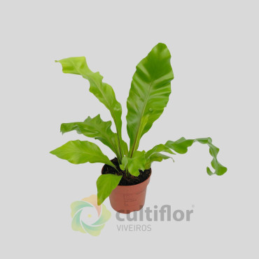 Asplenium nidus Asplenium nidus