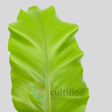 Asplenium nidus Asplenium nidus