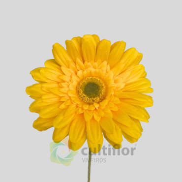 Tallo de Gerbera Artificial Tallo de Gerbera Artificial