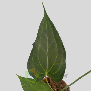 Anthurium "Delta Force"