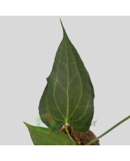 Anthurium "Delta Force"