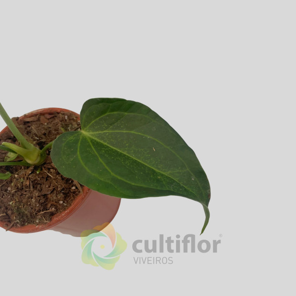 Anthurium "Delta Force"