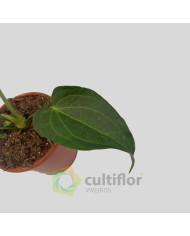 Anthurium "Delta Force"