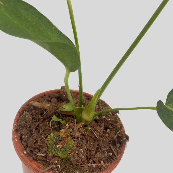Anthurium "Delta Force"