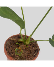 Anthurium "Delta Force"