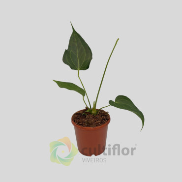 Anthurium "Delta Force"
