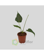Anthurium "Delta Force"