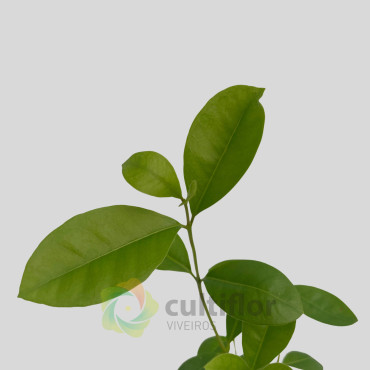 Psidium cattleianum - Guayabo Peruano Amarilla Psidium cattleianum - Guayabo Peruano Amarilla