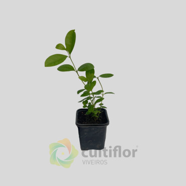 Psidium cattleianum - Guayabo Peruano Amarilla Psidium cattleianum - Guayabo Peruano Amarilla