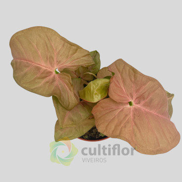 Syngonium "Neon" Syngonium "Neon"
