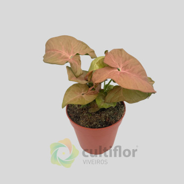 Syngonium "Neon" Syngonium "Neon"