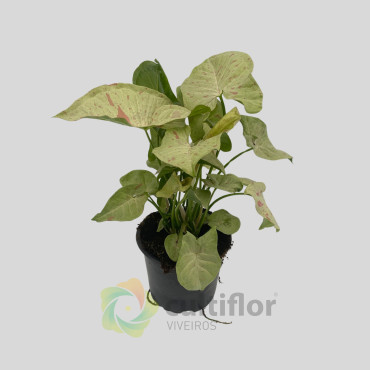 Syngonium "Milk Confetti" Syngonium "Milk Confetti"