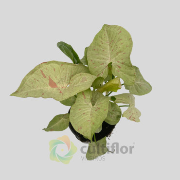 Syngonium "Milk Confetti" Syngonium "Milk Confetti"