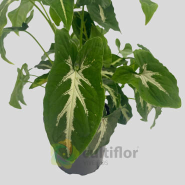 Syngonium wendlandii Syngonium wendlandii