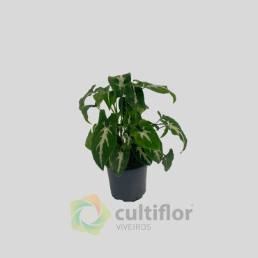 Syngonium wendlandii Syngonium wendlandii