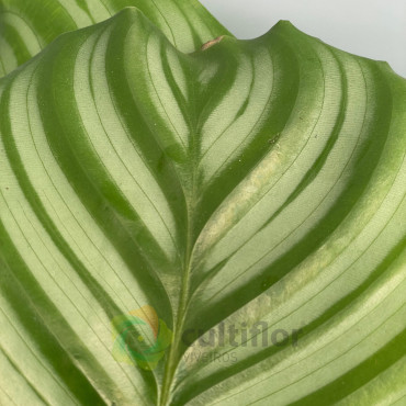 Calathea orbifolia
