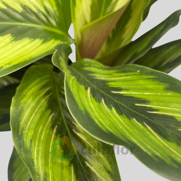 Calathea "Beauty Star"