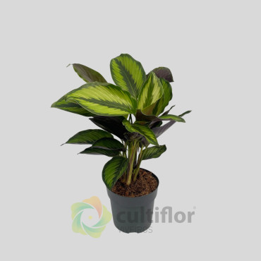 Calathea "Beauty Star"
