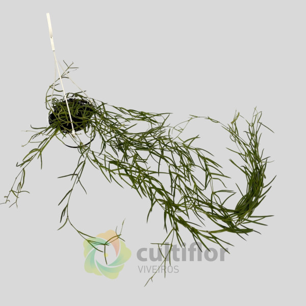 Hoya linearis Hoya linearis