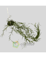 Hoya linearis Hoya linearis