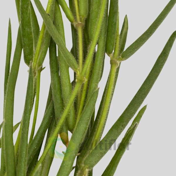 Hoya linearis Hoya linearis