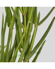 Hoya linearis Hoya linearis