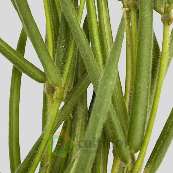 Hoya linearis Hoya linearis