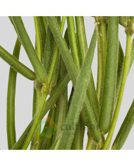 Hoya linearis Hoya linearis