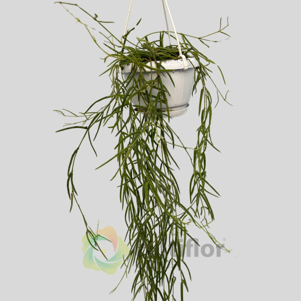 Hoya linearis Hoya linearis