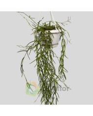 Hoya linearis Hoya linearis