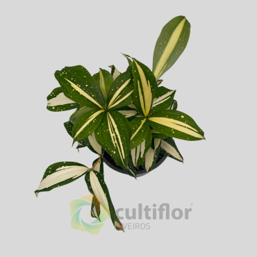 Dracaena surculosa "Milky Way"