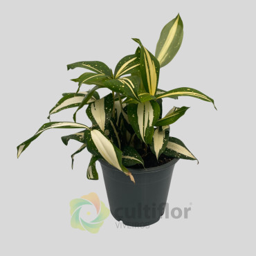 Dracaena surculosa "Milky Way"