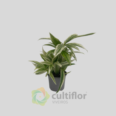 Dracaena godseffiana "Silver"