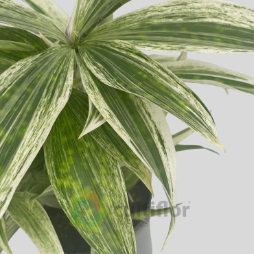 Dracaena godseffiana "Silver"