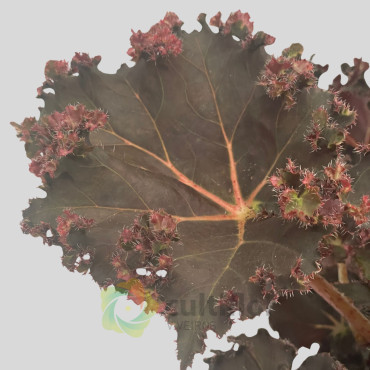 Begonia "Munchkin"