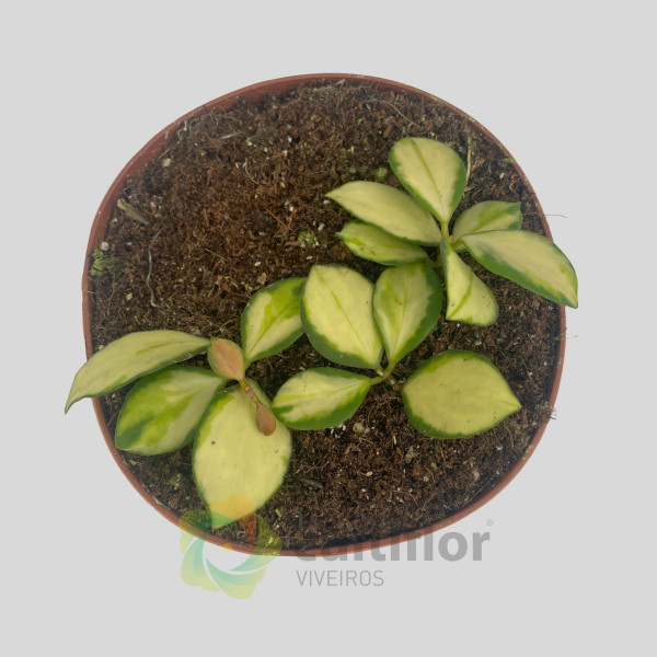 Hoya heuschkeliana Variegata Hoya heuschkeliana Variegata