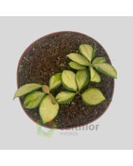 Hoya heuschkeliana Variegata Hoya heuschkeliana Variegata